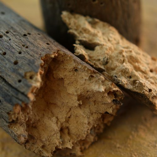 Piece of wood decayed by woodworms